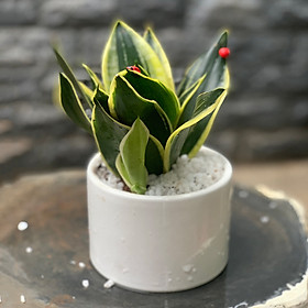 Cây Lưỡi Hổ Chậu Trắng