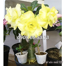 Hạt giống hoa sứ kép màu vàng trơn cánh to – Bịch 10 hạt – Mã số 1775