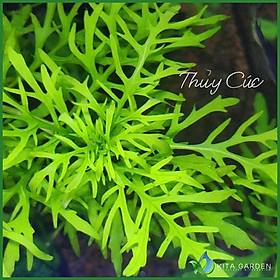 Thủy Cúc Thuỷ Sinh (Cây Trung-Hậu Cảnh) | Cây Cắt Cắm