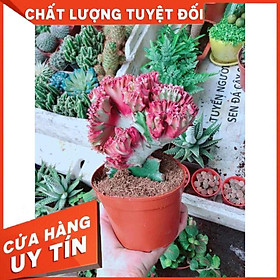 Xương Rồng Vạn Lý Nhiều Người Mua