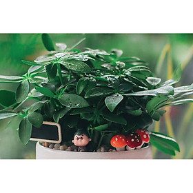 Cây để bàn ngũ gia bì kèm cây nấm trang trí