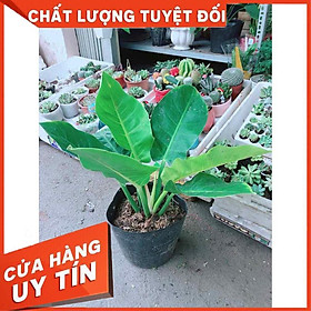 Cây trầu bà đế vương Nhiều Người Mua