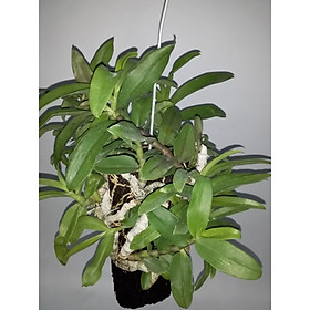 Phong lan trầm tím ghép dớn trụ
