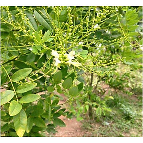 Mua (sản phẩm mới) cây hoa hòe  cây cao 1m  cây đẹp giống chuẩn  cam kết chất lượng