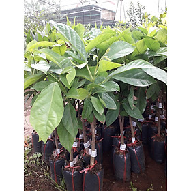 Mua CÂY GIỐNG DÂU DA XANH (cây ghép) ( SIÊU TRÁI  SAU 2 NĂM THU HOẠCH)