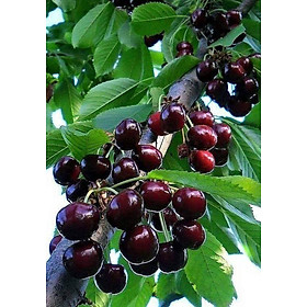 Mua CÂY CHERRY MỸ 4 THÁNG RA HOA