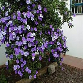 CÂY HOA GIỐNG HOA NHÀI NHẬT TÍM ĐỔI MÀU DÁNG TREE