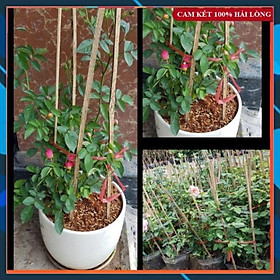 Cặp Hoa Hồng Tỉ Muội Đỏ Siêu Đẹp SAMSON GARDEN