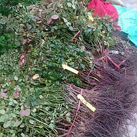 Mua Hồng dễ trần 15 cây
