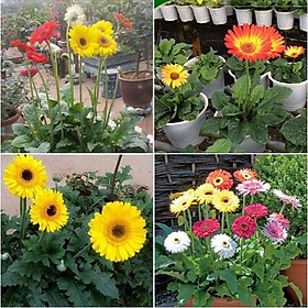 Hạt giống hoa đồng tiền mix màu- 1 gói 15 hạt