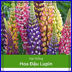 Hạt Giống Hoa Đậu Lupin Nhiều Màu (20H)