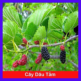 Mua Cây Dâu Tằm - cây cảnh vườn + Tặng phân bón cho cây mau lớn