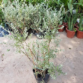 Tuyết sơn phi hồng hoa quanh năm - Đơn hàng thanh toán trước tặng bộ 3 làm vườn