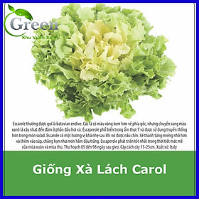 Mua Hạt Giống Xà Lách Carol Xuất Xứ Italy