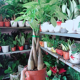 Mua Cây Kim Ngân Thắt Bính 5 Thân