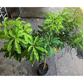 Mua Cây lộc vừng cao 100 - 120 cm đã cho hoa