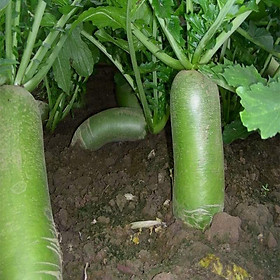 Mua Hạt giống củ cải xanh cao sản VTP67