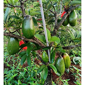 Mua Cây giống bơ lùn thanh sơn (Có thể trồng chậu)