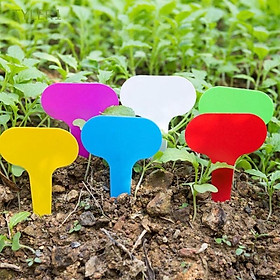 Sét 100 thẻ tag tên hình chữ T bằng nhựa