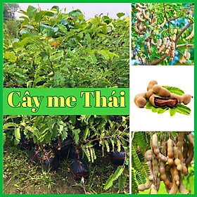 Mua Cây me Thái ngọt cao 60-80 cm rất dễ trồng