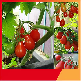 Mua Hạt Giống Cà Chua Lê Đỏ - Nảy Mầm Cực Chuẩn