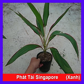 Cây Phát Tài Singapore - cây cảnh phong thủy để bàn + tặng phân bón cho cây