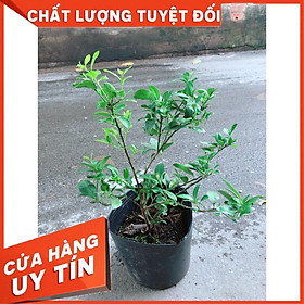 Cây Chanh Ăn Quả Hoặc Làm Gia Vị