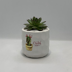 Chậu Sứ - 7x7x7 Cm - Mầu Trắng – Dáng Trụ - Chậu Gốm Bát Tràng Trồng Cây Mini Để Bàn, Sen Đá, Xương Rồng, Cây Cẩm Nhung (Fittonia, May Mắn) & Tiểu Cảnh Terrarium
