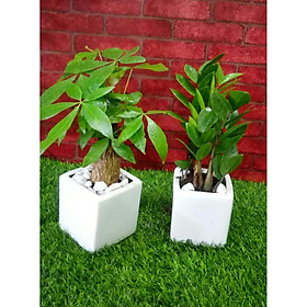 Combo 2 Cây Kim Ngân Kim Tiền Chậu Sứ Để Bàn Tặng Kèm Sỏi Trang Trí
