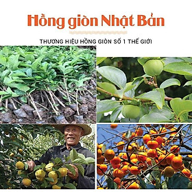 Cây HỒNG NHẬT BẢN chuẩn giống cam kết chất lượng