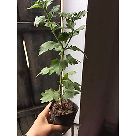 Mua Cúc đổi màu - Cây giống 15-20cm
