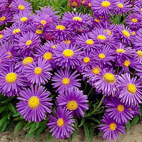 Hạt giống hoa Thạch thảo Tím VTP197