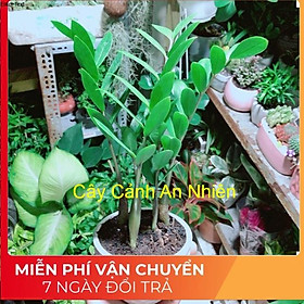 Chậu Cây Kim Tiền Thái