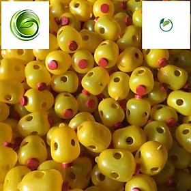 Mua  KHONG PHOTOSHOP  Sét 5c lồng bẫy ruồi vàng cho mùa bội thu