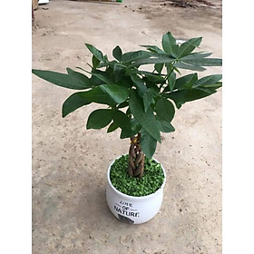 Mua Cây kim ngân tết để bàn