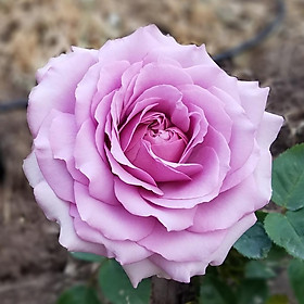 Mua Hoa hồng ngoại Love Song Rose tím hoa chùm siêu đẹp - Thang Long Flower