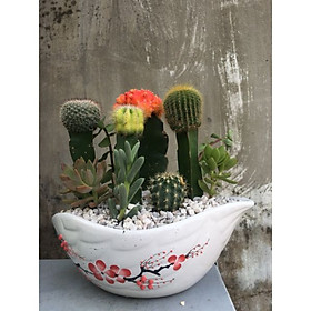 Cây sen đá mix xương rồng