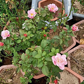 Cây giống hoa hồng ngoại