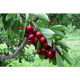 Mua Cây giống cherry anh đào Mỹ siêu sớm