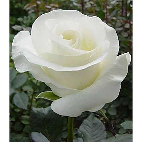 Mua combo 3 bầu ươm cây giống hoa hồng CỔ TRẮNG BẠCH XẾP-Giống hồng cổ trắng đẹp và sai hoa