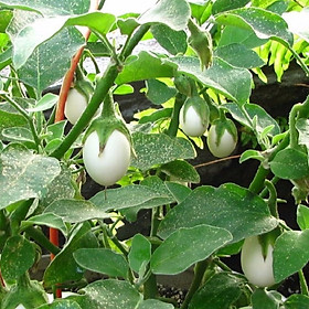 Mua Hạt Giống Cà Pháo Trắng - Nảy Mầm Cực Chuẩn