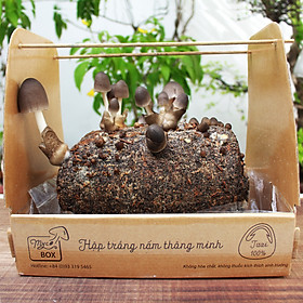 MycoBOX - Kit trồng Nấm Rơm thông minh MycoBOX - Smart growing Straw Mushroom Kit 