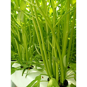 RAU MUỐNG THỦY CANH LOLLY
