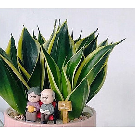Cây để bàn lưỡi hổ thái kèm phụ kiện trang trí như hình