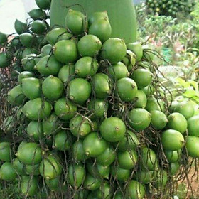 Mua GIỐNG CÂY CAU LÙN TỨ QUÝ