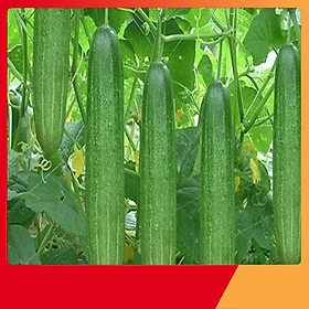 Mua Hạt Giống Dưa Chuột Nếp Ta - Nảy Mầm Cực Chuẩn
