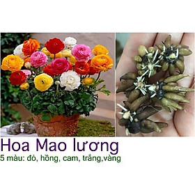 Combo 5 củ giống hoa mao lương mix màu( đỏ hồng cam trắng vàng : kèm 5 viên nén ươm củ )