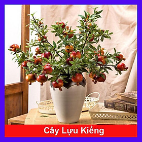 Hình ảnh Cây lựu kiểng - cây cảnh để bàn + tặng phân bón cho cây