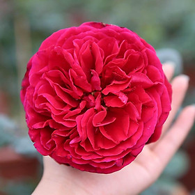 Hoa Hồng Ngoại Royal- bầu to cây lớn trưởng thành