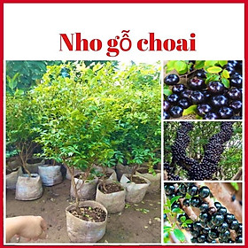 Cây nho thân gỗ choai cao gầm 1 m tán rộng xum xuê